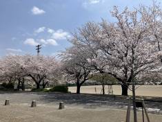 三芳町の桜が見頃です